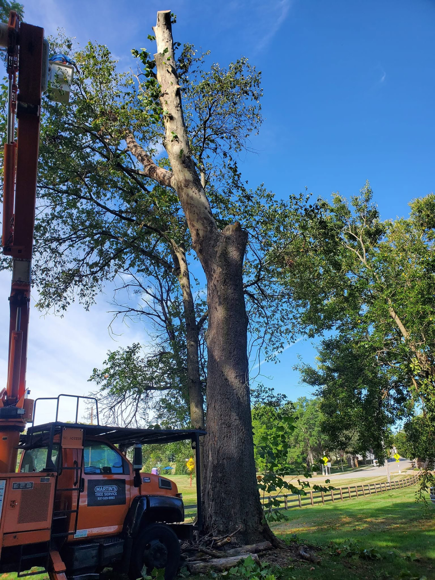 Emergency Tree Removal