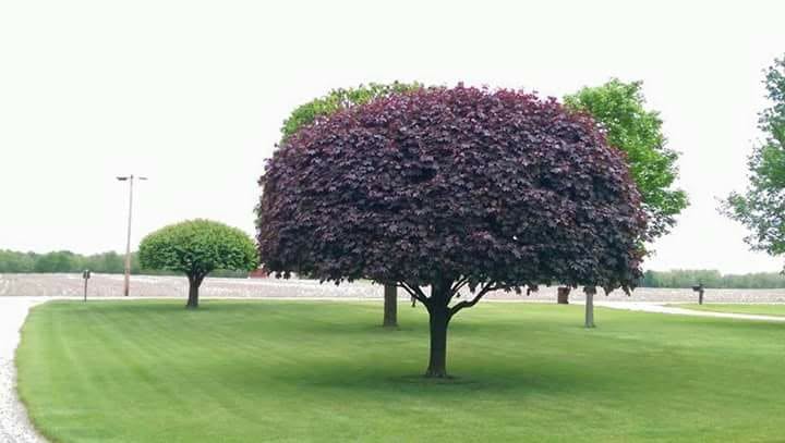 Tree Trimming & Pruning